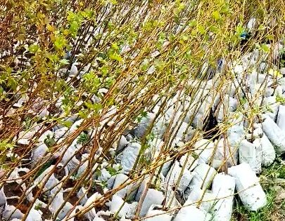 Develi’de ‘fidanlar çürümeye terk edildi’ tartışması