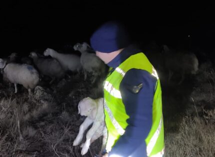 KAYBOLAN 45 KOYUNU JANDARMA EKİPLERİ BULDU